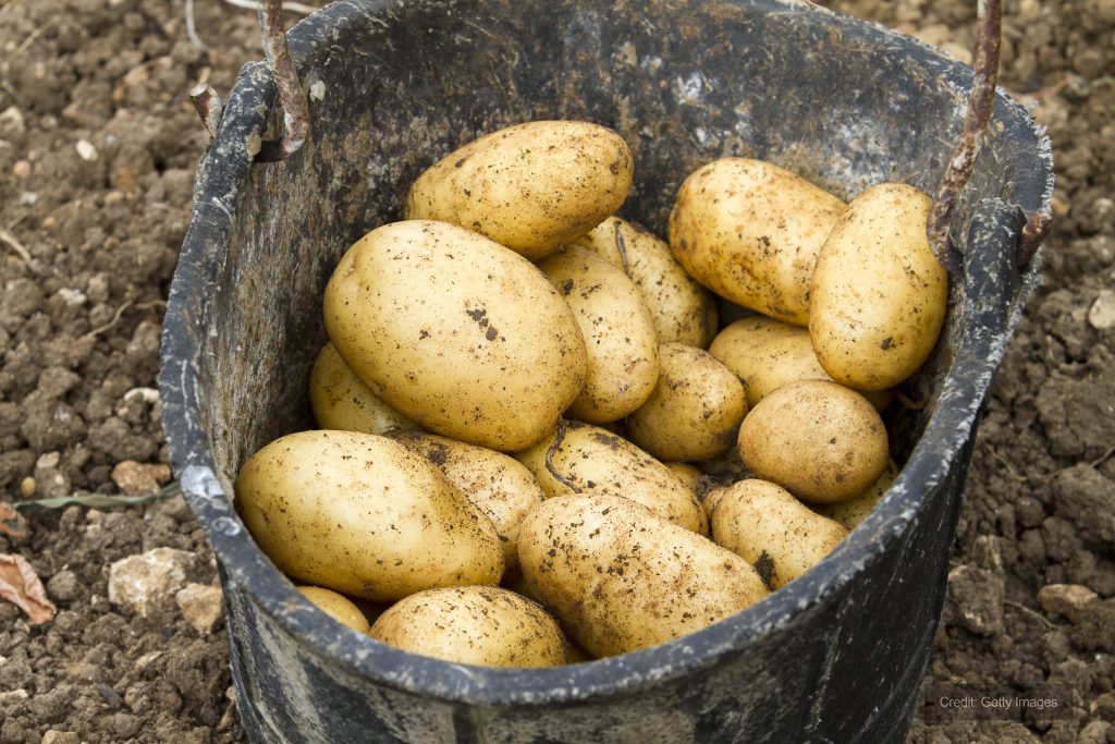 Chiller solution instills perfect conditions for potato storage