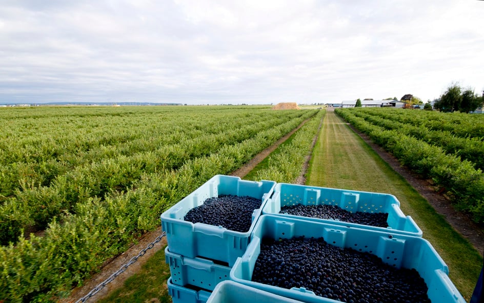 Blueberry yield protected during summer heatwave
