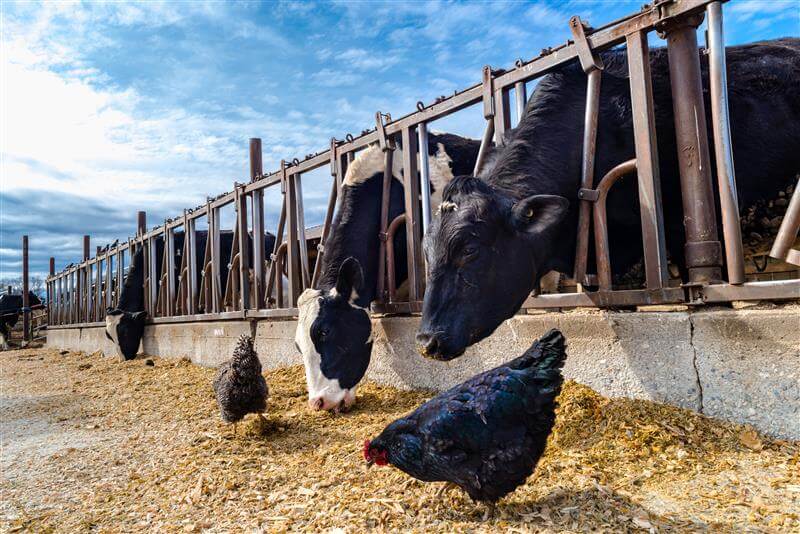 Farm scene with dairy cows and chickens in a barnyard, representing milk and poultry production in warm weather