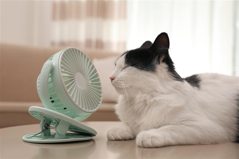 Heat Stress Affect Animals