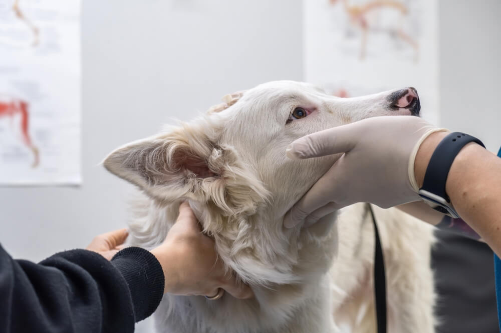 Air Conditioner Rental for Veterinary Clinics