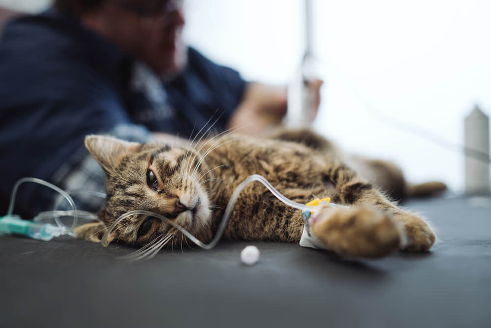 Air Conditioner hire for Veterinary Clinics